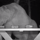 Image for article titled Welp, Here Are Some Turkish Bears Caught on CCTV Taste-Testing Honey